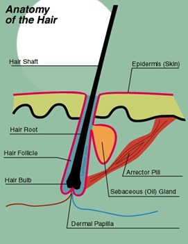 Alopecia - Anatomia firului de par uman