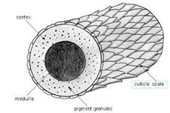 Tratament Alopecie